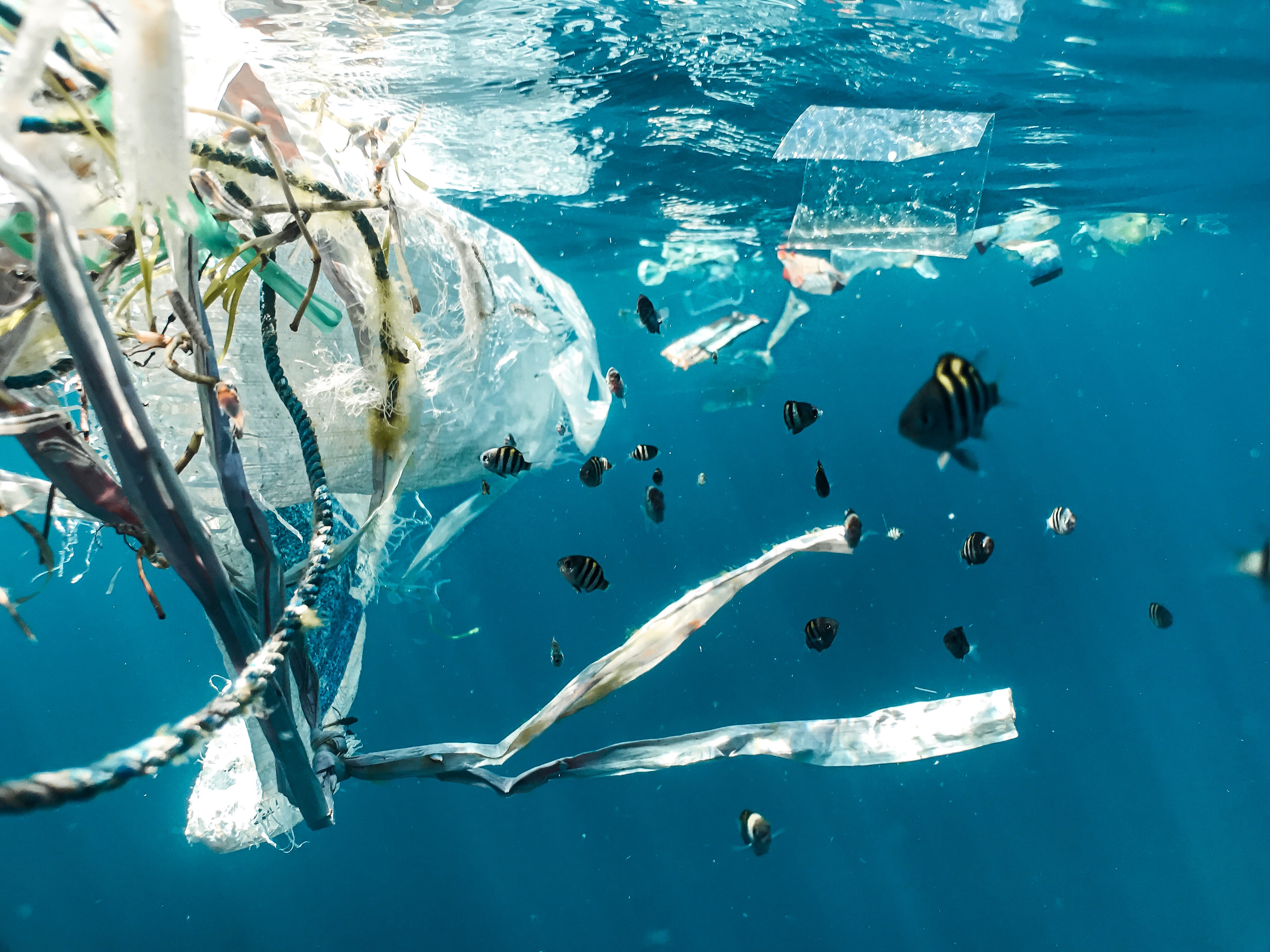 picture of single-use plastics floating in the ocean with aquatic life like fishes in the background